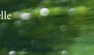 Bannière Réserve Naturelle La Bassée