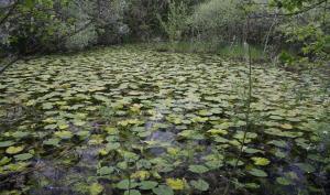 Réserve naturelle nationale de la Bassée