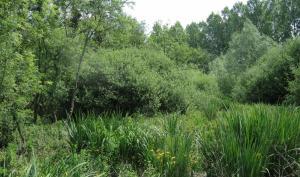 Réserve naturelle nationale de la Bassée