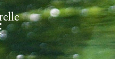 Bannière Réserve Naturelle La Bassée